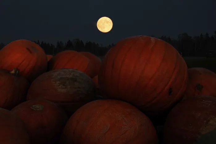 Gerahmter Druck : Vollmond über einem Kürbis in Greiling, Bad Tölz, Bayern, Deutschland Gerahmter Druck : Vollmond über einem Kürbis in Greiling, Bad Tölz, Bayern, Deutschland