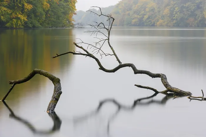 Gerahmter Druck : Ein unterstützter Baum in einem See im Herbst. Gerahmter Druck : Ein unterstützter Baum in einem See im Herbst.
