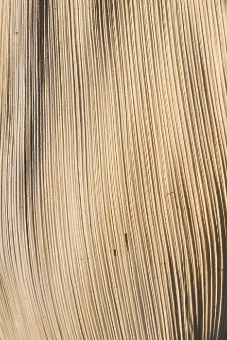 Gerahmter Druck : Oberflächentextur einer getrockneten Palmenblätter, Blatt. Gerahmter Druck : Oberflächentextur einer getrockneten Palmenblätter, Blatt.