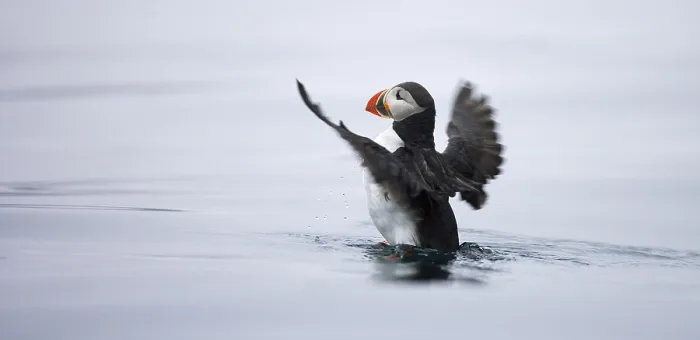 Gerahmter Druck : Svalbard, Spitsbergen - Polareschlund in der Longyearbukta Gerahmter Druck : Svalbard, Spitsbergen - Polareschlund in der Longyearbukta