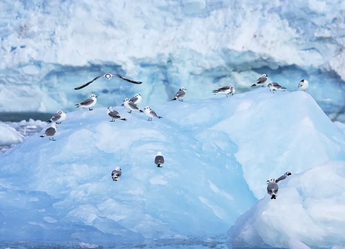 Gerahmter Druck : Svalbard Spitsbergen Gerahmter Druck : Svalbard Spitsbergen