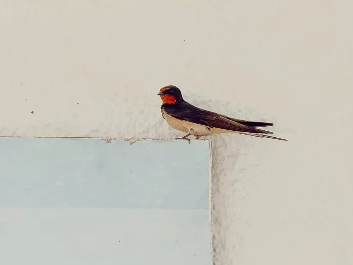 Gerahmter Druck : Schwalbe ruht auf einer Wand mit hellen Hintergrund. Gerahmter Druck : Schwalbe ruht auf einer Wand mit hellen Hintergrund.