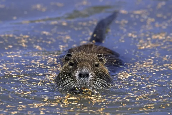 Gerahmter Druck : Sumpfbauchwühlmaus, Nutria Gerahmter Druck : Sumpfbauchwühlmaus, Nutria