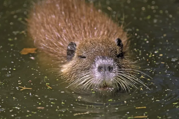 Gerahmter Druck : Sumpfbeutelratte Gerahmter Druck : Sumpfbeutelratte