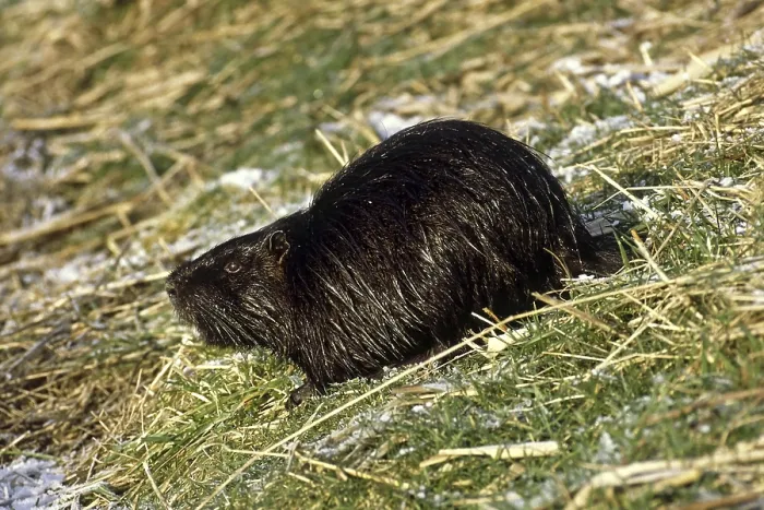 Gerahmter Druck : Sumpfbauchwühlmaus, Nilpferd. Gerahmter Druck : Sumpfbauchwühlmaus, Nilpferd.