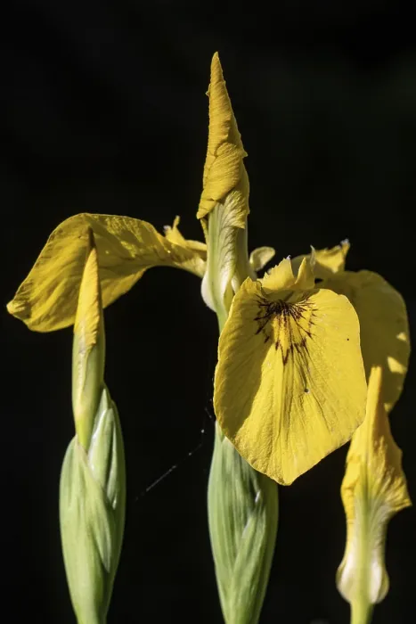 Gerahmter Druck : Sumpfiris (Iris pseudacorus), Emsland Gerahmter Druck : Sumpfiris (Iris pseudacorus), Emsland