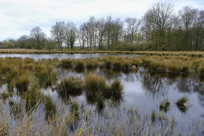 Gerahmter Druck : Sumpflandschaft im Wald, Reflexion. Gerahmter Druck : Sumpflandschaft im Wald, Reflexion.