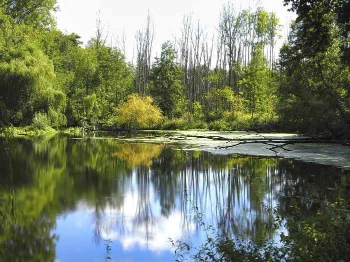 Gerahmter Druck : Sumpflandschaft im Wald, Reflexion. Gerahmter Druck : Sumpflandschaft im Wald, Reflexion.