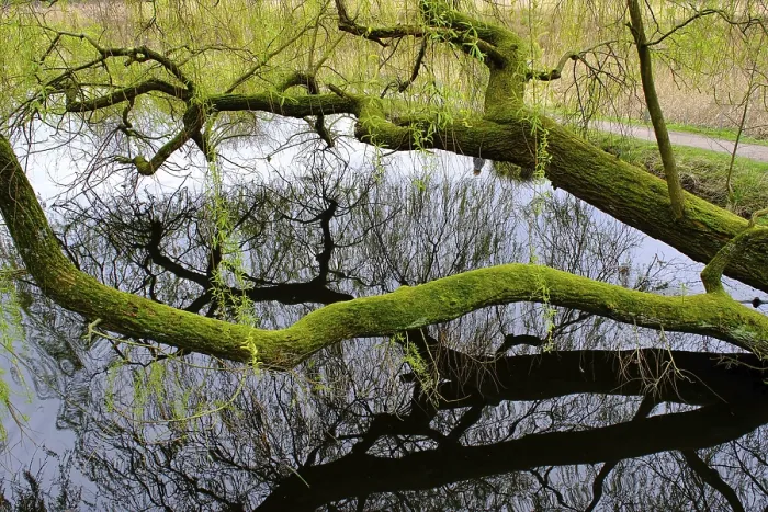 Gerahmter Druck : Sumpflandschaft im Wald, Reflexion.
