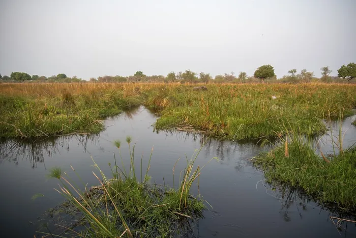 Gerahmter Druck : Sumpf am Thamalakane-Fluss Gerahmter Druck : Sumpf am Thamalakane-Fluss