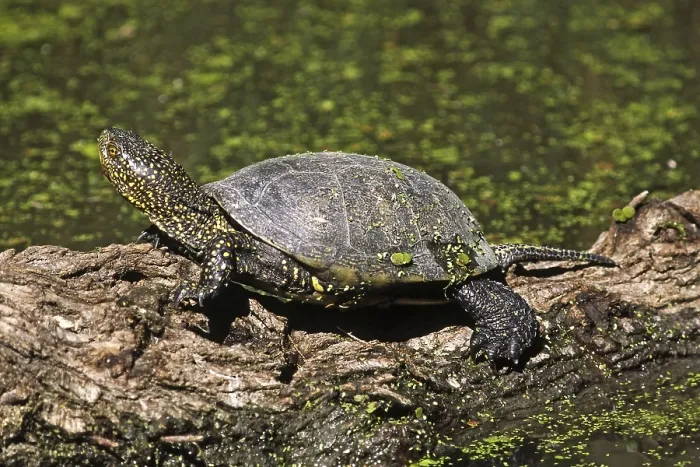 Gerahmter Druck : Sumpfschildkröte, Emys orbicularis. Gerahmter Druck : Sumpfschildkröte, Emys orbicularis.