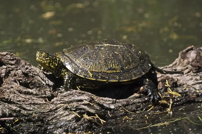 Gerahmter Druck : Sumpfschildkröte, Emys orbicularis. Gerahmter Druck : Sumpfschildkröte, Emys orbicularis.