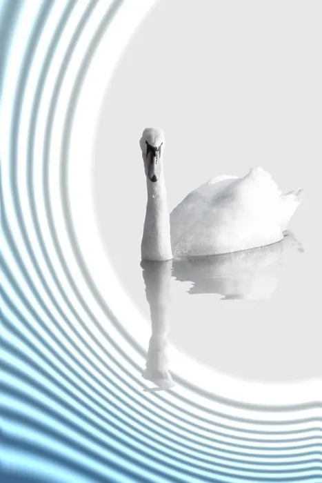 Gerahmter Druck : Ein Schwan auf abstraktem Hintergrund. Gerahmter Druck : Ein Schwan auf abstraktem Hintergrund.