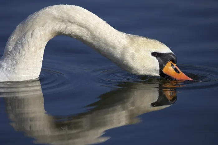 Gerahmter Druck : Ein Schwan isst. Gerahmter Druck : Ein Schwan isst.