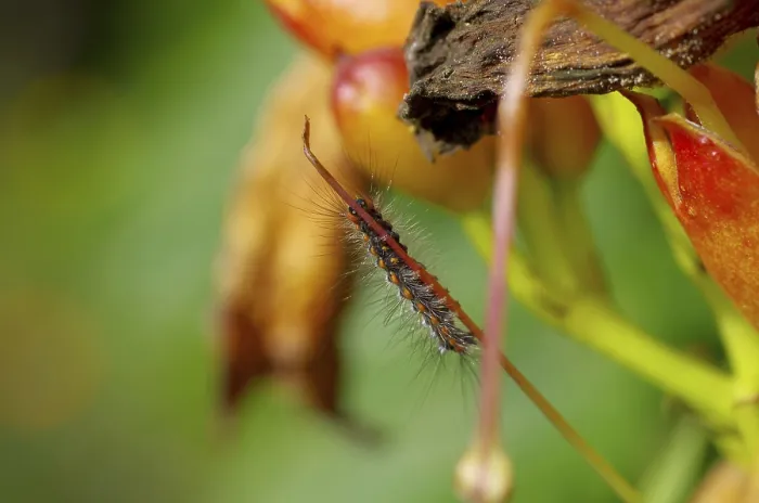 Gerahmter Druck : Schmetterlingsraupen von Euproctis similis, farbenfroh, mit Haaren Gerahmter Druck : Schmetterlingsraupen von Euproctis similis, farbenfroh, mit Haaren