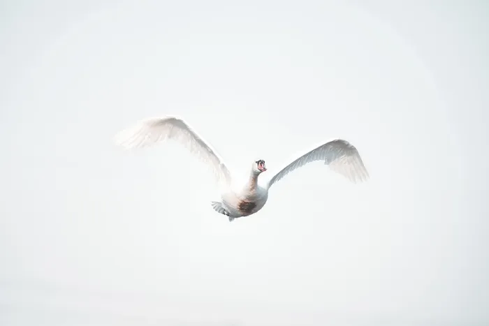 Gerahmter Druck : Schwan (Euproctis similis) im Flug. Gerahmter Druck : Schwan (Euproctis similis) im Flug.