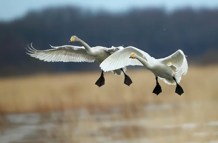 Gerahmter Druck : Schwäne fliegen. Gerahmter Druck : Schwäne fliegen.