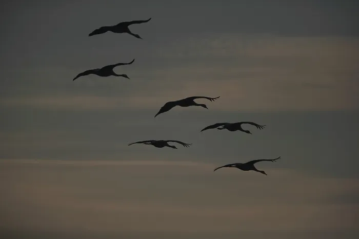 Gerahmter Druck : Schwäne fliegen. Gerahmter Druck : Schwäne fliegen.