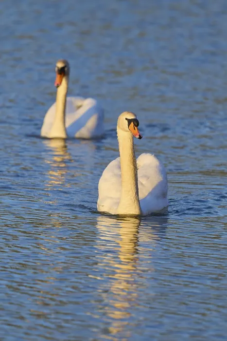 Gerahmter Druck : Zwei Schwäne schwimmen Seite an Seite. Gerahmter Druck : Zwei Schwäne schwimmen Seite an Seite.