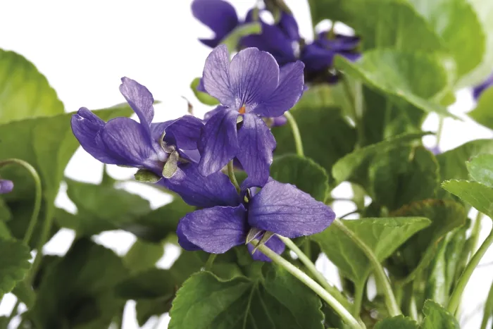 Gerahmter Druck : Süße Veilchen (Viola odorata) Gerahmter Druck : Süße Veilchen (Viola odorata)