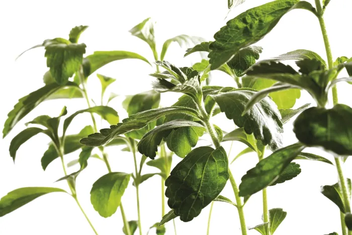 Gerahmter Druck : Sweetleaf (Stevia) Gerahmter Druck : Sweetleaf (Stevia)