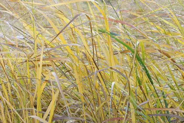 Gerahmter Druck : Schwarzer Weidelgras (Panicum virgatum) Gerahmter Druck : Schwarzer Weidelgras (Panicum virgatum)