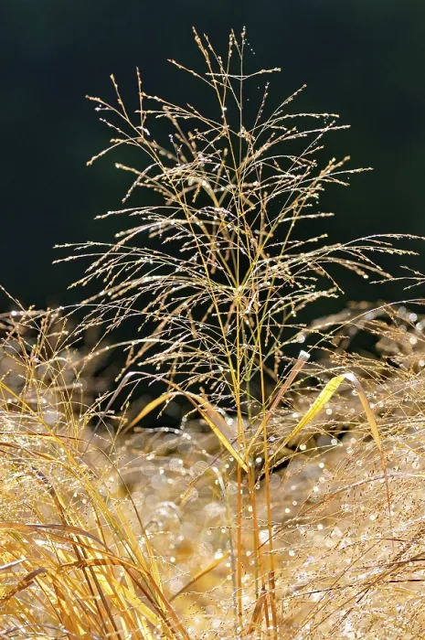 Gerahmter Druck : Schwarzer Weizen (Panicum virgatum) Gerahmter Druck : Schwarzer Weizen (Panicum virgatum)