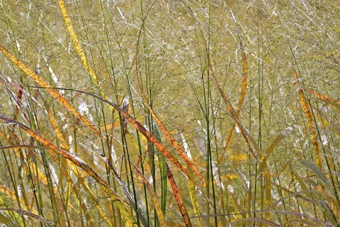 Gerahmter Druck : Schwarzer Weizen (Panicum virgatum) im Hintergrundlicht. Gerahmter Druck : Schwarzer Weizen (Panicum virgatum) im Hintergrundlicht.