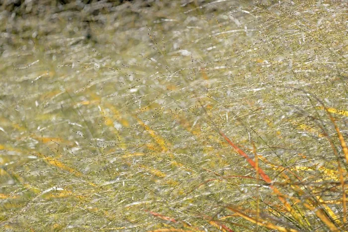 Gerahmter Druck : Switchgras (Panicum virgatum) in Rücklicht, Herbstfarben, Nordrhein-Westfalen, Deutschland Gerahmter Druck : Switchgras (Panicum virgatum) in Rücklicht, Herbstfarben, Nordrhein-Westfalen, Deutschland