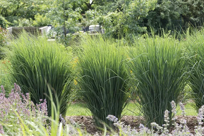Gerahmter Druck : Weißes Weidenröschen (Panicum virgatum 'Cloud Nine') Gerahmter Druck : Weißes Weidenröschen (Panicum virgatum 'Cloud Nine')