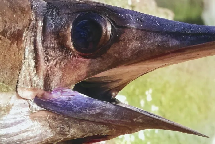 Gerahmter Druck : Ein Detail eines Schwertfisches, Kopf.
