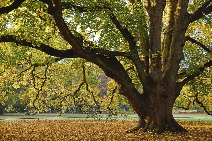 Gerahmter Druck : Sycamore-Eiche (Acer pseudoplatanus) Gerahmter Druck : Sycamore-Eiche (Acer pseudoplatanus)
