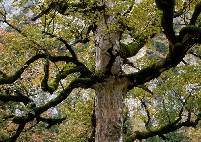 Gerahmter Druck : Sycamore-Eiche (Acer pseudoplatanus) Gerahmter Druck : Sycamore-Eiche (Acer pseudoplatanus)