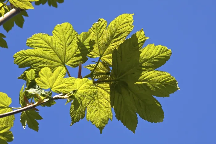 Gerahmter Druck : Sycamore-Eiche (Acer pseudoplatanus) Gerahmter Druck : Sycamore-Eiche (Acer pseudoplatanus)