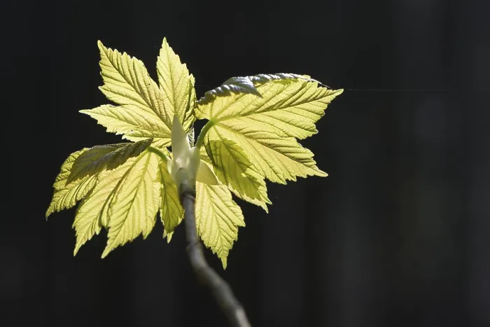 Gerahmter Druck : Sycamore-Eiche (Acer pseudoplatanus) Gerahmter Druck : Sycamore-Eiche (Acer pseudoplatanus)