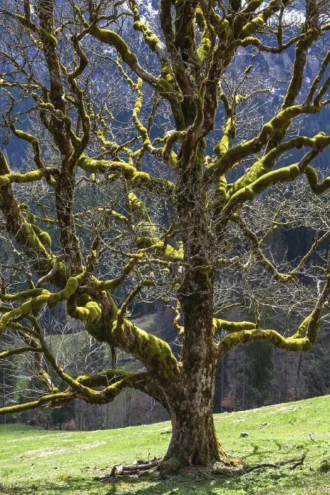 Gerahmter Druck : Sycamore-Eiche (Acer pseudoplatanus) Gerahmter Druck : Sycamore-Eiche (Acer pseudoplatanus)