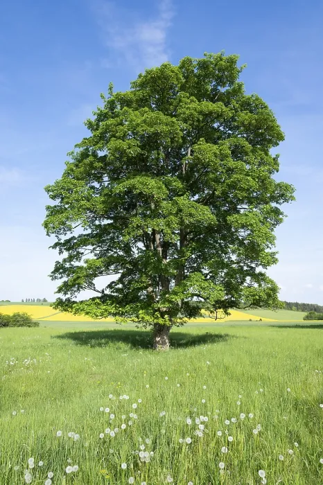 Gerahmter Druck : Sycamore-Eiche (Acer pseudoplatanus) Gerahmter Druck : Sycamore-Eiche (Acer pseudoplatanus)