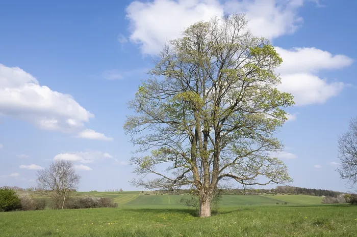 Gerahmter Druck : Sycamore-Eiche (Acer pseudoplatanus) Gerahmter Druck : Sycamore-Eiche (Acer pseudoplatanus)