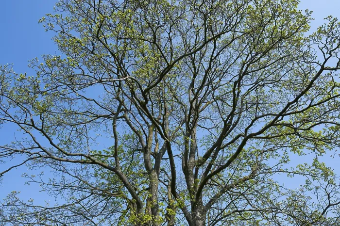 Gerahmter Druck : Sycamore-Eiche (Acer pseudoplatanus) im Frühling in Thüringen, Deutschland Gerahmter Druck : Sycamore-Eiche (Acer pseudoplatanus) im Frühling in Thüringen, Deutschland