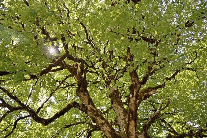 Gerahmter Druck : Buchen-ähnliche Karte (Acer pseudoplatanus) im Kronenbereich mit moosbewachsenen Ästen und Sonnenstrahlen, Stillachtal in der Nähe von Oberstdorf, Allgäuer Alpen, Bayern, Deutschland Gerahmter Druck : Buchen-ähnliche Karte (Acer pseudoplatanus) im Kronenbereich mit moosbewachsenen Ästen und Sonnenstrahlen, Stillachtal in der Nähe von Oberstdorf, Allgäuer Alpen, Bayern, Deutschland