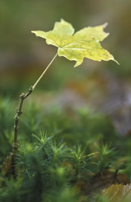 Gerahmter Druck : Sycamore-Maple (Acer pseudoplatanus) im Herbst. Gerahmter Druck : Sycamore-Maple (Acer pseudoplatanus) im Herbst.