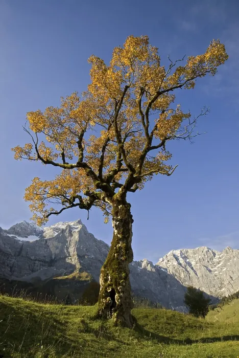 Gerahmter Druck : Sycamore-Eiche (Acer pseudoplatanus) Baum Gerahmter Druck : Sycamore-Eiche (Acer pseudoplatanus) Baum