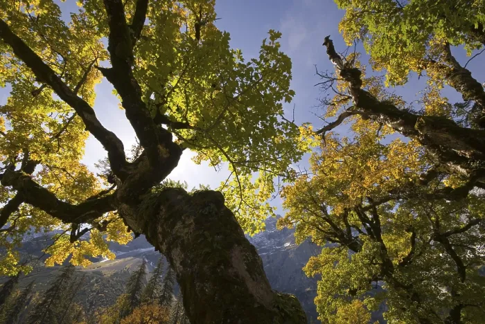 Gerahmter Druck : Sycamore-Erle (Acer pseudoplatanus) Bäume. Gerahmter Druck : Sycamore-Erle (Acer pseudoplatanus) Bäume.