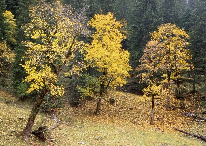 Gerahmter Druck : Sycamore-Eiche (Acer pseudoplatanus) Bäume. Gerahmter Druck : Sycamore-Eiche (Acer pseudoplatanus) Bäume.