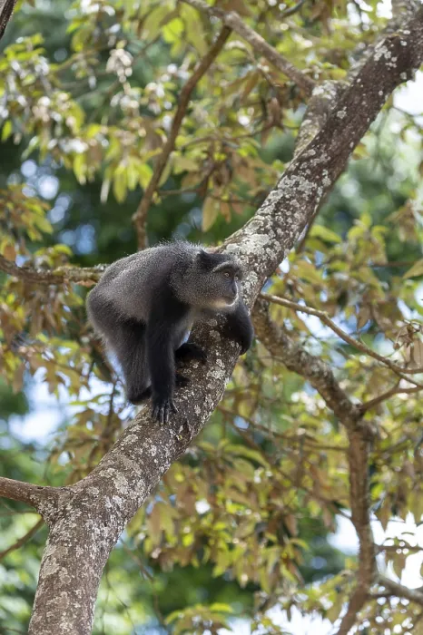 Gerahmter Druck : Sykes-Makaken (Cercopithecus mitis) auf Baum. Gerahmter Druck : Sykes-Makaken (Cercopithecus mitis) auf Baum.