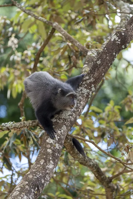 Gerahmter Druck : Sykes-Monkey (Cercopithecus mitis) auf Baum. Gerahmter Druck : Sykes-Monkey (Cercopithecus mitis) auf Baum.