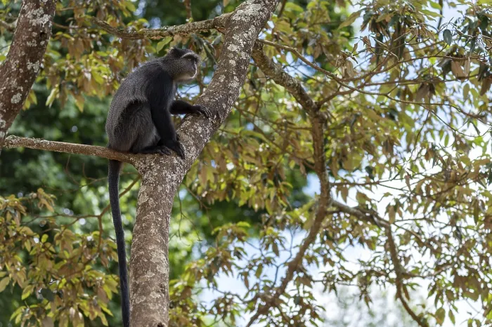 Gerahmter Druck : Sykes-Makaken (Cercopithecus mitis) auf Baum. Gerahmter Druck : Sykes-Makaken (Cercopithecus mitis) auf Baum.