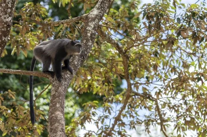 Gerahmter Druck : Sykes-Makaken (Cercopithecus mitis) auf Baum. Gerahmter Druck : Sykes-Makaken (Cercopithecus mitis) auf Baum.