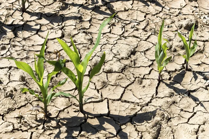 Gerahmter Druck : Symbolisches Bild, Klimawandel. Gerahmter Druck : Symbolisches Bild, Klimawandel.