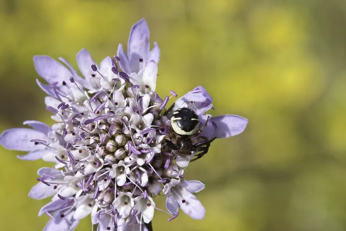 Gerahmter Druck : Synema globosum, Synema globosum Gerahmter Druck : Synema globosum, Synema globosum